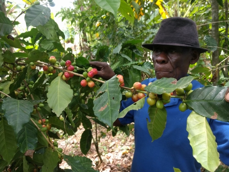 10. Haiti Blue Pines Forest Coffee