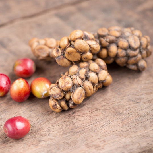 1. History of Kopi Luwak