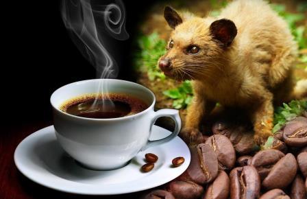 9. Health Benefits of Kopi Luwak