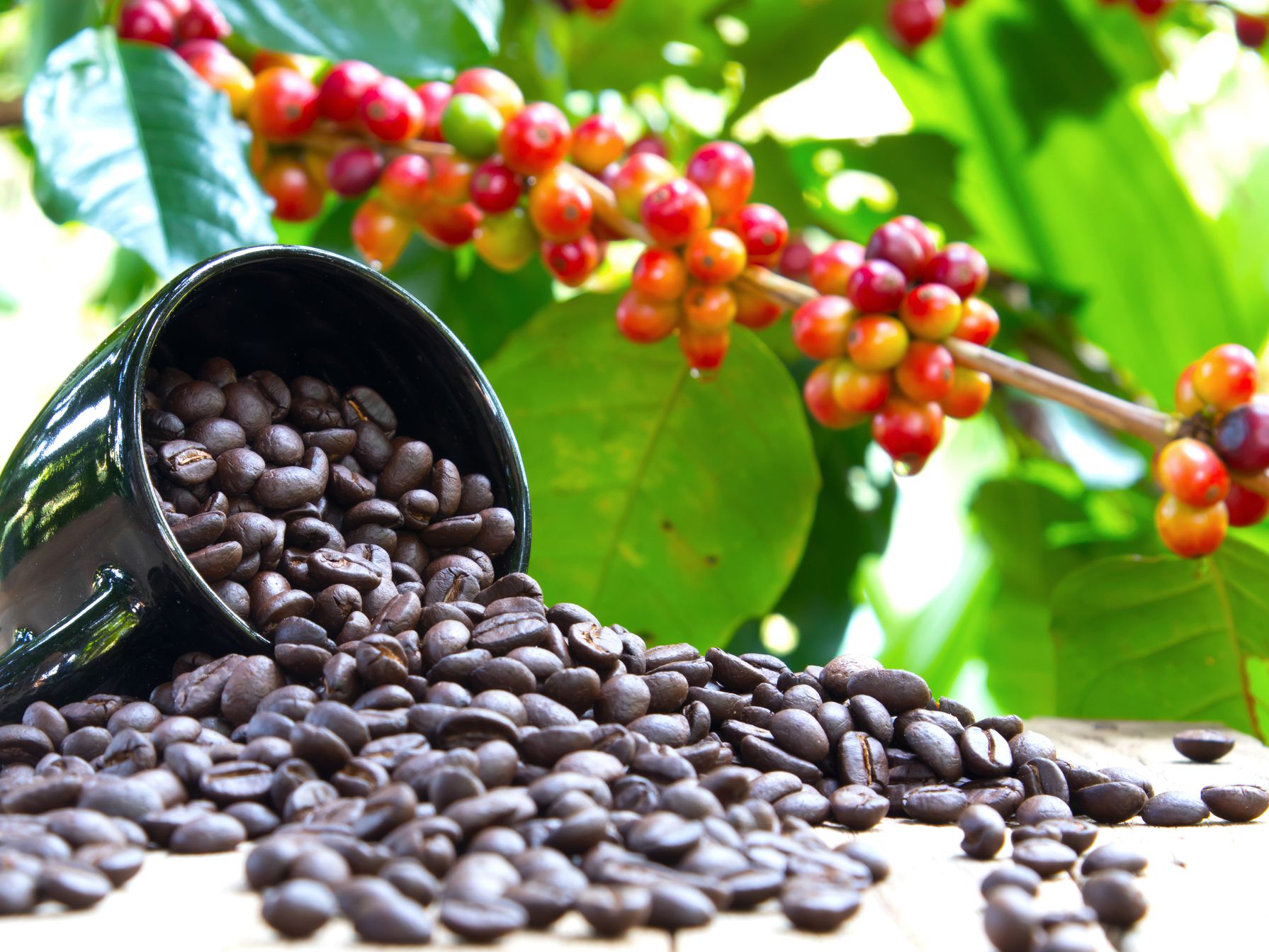 Processes of How To Make Coffee The Seed To Cup Incredible Journey