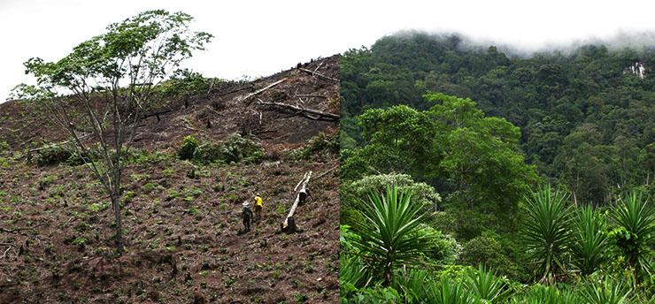 Coffee Plantation Affects The Environment