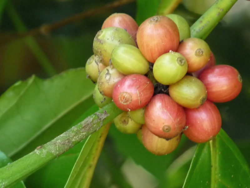 Varieties of Coffee Plants - 2