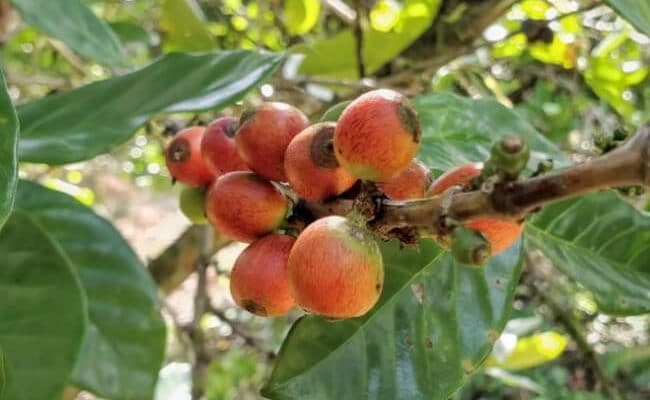 Varieties of Coffee Plants - 3