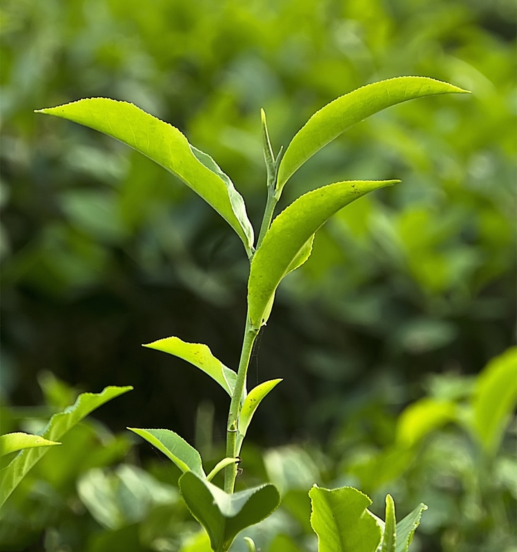 Matcha Latte Contain Caffeine