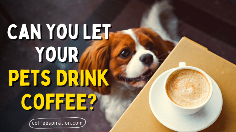 Can You Let Your Pets Drink Coffee