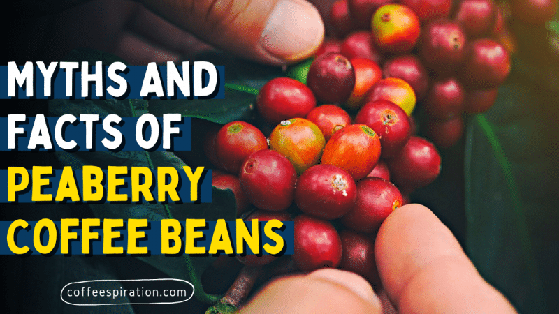 Myths And Facts of Peaberry Coffee Beans