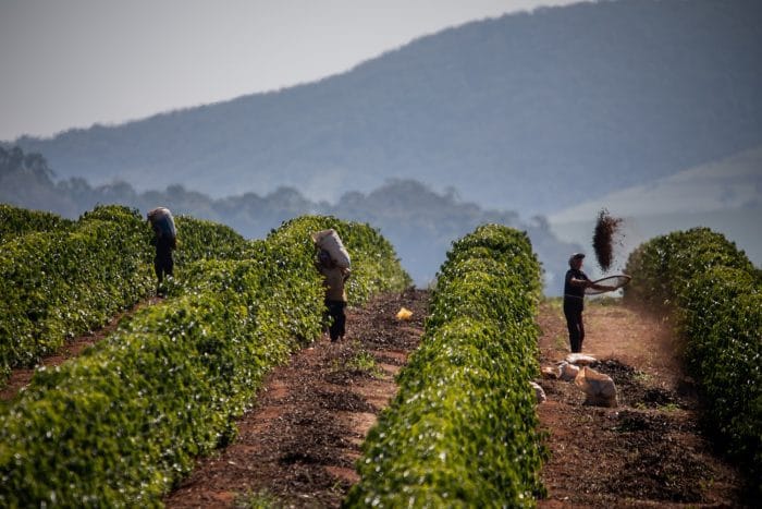 10. Start a Coffee Farm