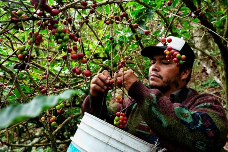 Best Single-Origin Coffee Buying Guides in 2024