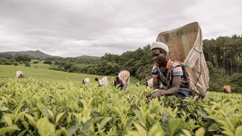 The positive side of Fair Trade coffee