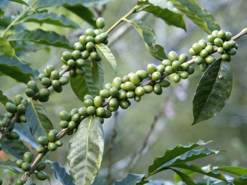 Green coffee in skincare 