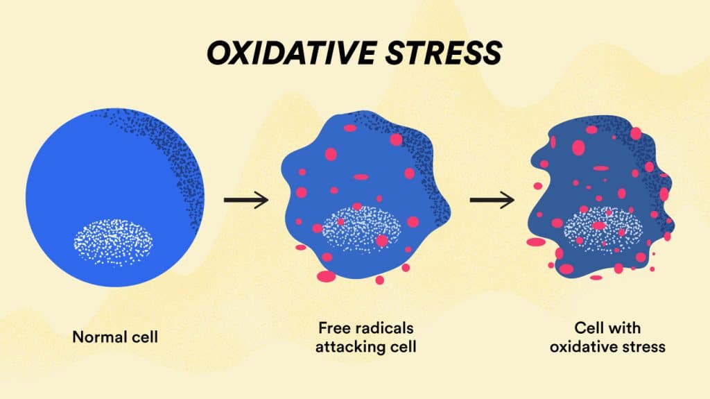 1. Essential Supply of Antioxidants  - 2